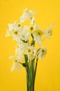 white dried flower on a yellow background