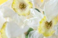 white dried flower on a yellow background. macro