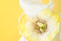 white dried flower on a yellow background. macro