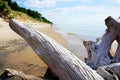 Driftwood on the Shore in the background a Sandy Beach with a hu Royalty Free Stock Photo