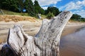 Beautiful beach and green forest hill behind driftwood close up. Royalty Free Stock Photo