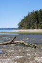 white driftwood log on rocky beach near forest Royalty Free Stock Photo