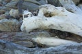 White driftwood logs on stony beach, closeup, Hammonasset Park, Royalty Free Stock Photo