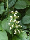 White drimiopsis maculate or hyacinthaceae flower Royalty Free Stock Photo