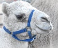 White Dromedary `Arabian` Camel, blue bridle