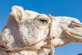 White dromedary camel. Royalty Free Stock Photo