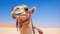 White dromedary camel smiling grimace. Royalty Free Stock Photo