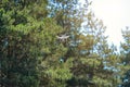 White drone quad copter with high resolution digital camera flying among the trees Royalty Free Stock Photo