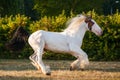 A white drumhorse with black tail running freely in the field with green fence