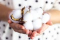 White dry cotton flower balls in Caucasian woman hands on light background close up. Royalty Free Stock Photo