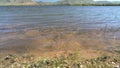 White Dry Moss Leaves and Green Herbs on the Calm Lake Shore