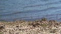 White Dry Moss Leaves and Green Herbs on the Calm Lake Shore