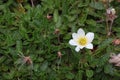 White Dryad Blossom