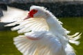 White duck Royalty Free Stock Photo