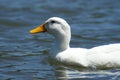 White Duck Royalty Free Stock Photo