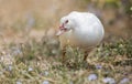 White duck