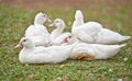 White duck Royalty Free Stock Photo