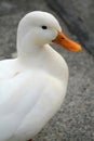 White Duck Royalty Free Stock Photo