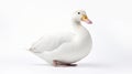 white duck against a plain background purity and simplicity Royalty Free Stock Photo