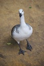 White duck. Aquatic bird