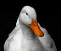 White duck (Aylesbury duck) Royalty Free Stock Photo