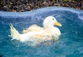 White duck bathing Royalty Free Stock Photo