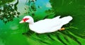 White Duck Royalty Free Stock Photo