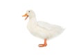 white duck on black background Royalty Free Stock Photo