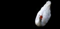 White duck on black background. Royalty Free Stock Photo