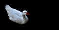 White duck on black background. Royalty Free Stock Photo