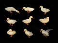 white duck on black background Royalty Free Stock Photo