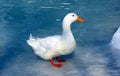 White duck on blue