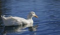 White duck on blue water Royalty Free Stock Photo