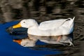 White duck on blue water lake Royalty Free Stock Photo