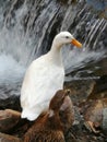 A white duck and a brown duck on the side of the river Royalty Free Stock Photo