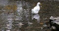 White duck clean their feathers on the pond. Ducklings swim in the water