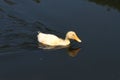 White duck. Cute baby duck. Young white ducks swimming in the water in the lake. Ducklings swim in the pond. Baby of a white duck. Royalty Free Stock Photo