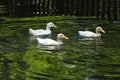 White duck. Cute baby duck. Young white ducks swimming in the water in the lake. Ducklings swim in the pond. Baby of a white duck. Royalty Free Stock Photo