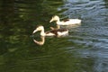 White duck. Cute baby duck. Young white ducks swimming in the water in the lake. Ducklings swim in the pond. Baby of a white duck. Royalty Free Stock Photo