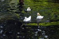 White duck. Cute baby duck. Young white ducks swimming in the water in the lake. Ducklings swim in the pond. Baby of a white duck. Royalty Free Stock Photo