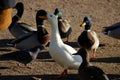 White duck drake as variability within the species Anas platyrhynchos in the Gatchina park.