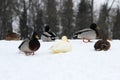 White duck drake as variability within the species Anas platyrhynchos in the Gatchina park. miracles of disguise.