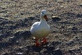 White duck drake as variability within the species Anas platyrhynchos in the Gatchina park.