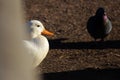 White duck drake as variability within the species Anas platyrhynchos in the Gatchina park.