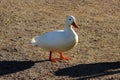 White duck drake as variability within the species Anas platyrhynchos in the Gatchina park.