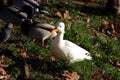 White duck drake as variability within the species Anas platyrhynchos in the Gatchina park.