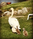 Mother swan and baby swans on the grass walking towards the lake