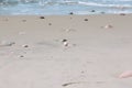 White duck egg on light Baltic sand Curonian Spit Shore Royalty Free Stock Photo