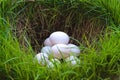 White duck eggs on green grass hole background , natural easter egg concept Royalty Free Stock Photo