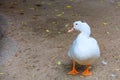 White duck elegantly posing in profile on a sandy background